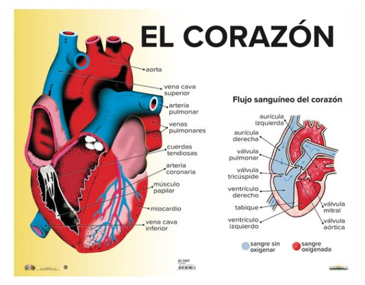 Poster El Corazón