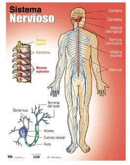 Poster El Sistema Nervioso