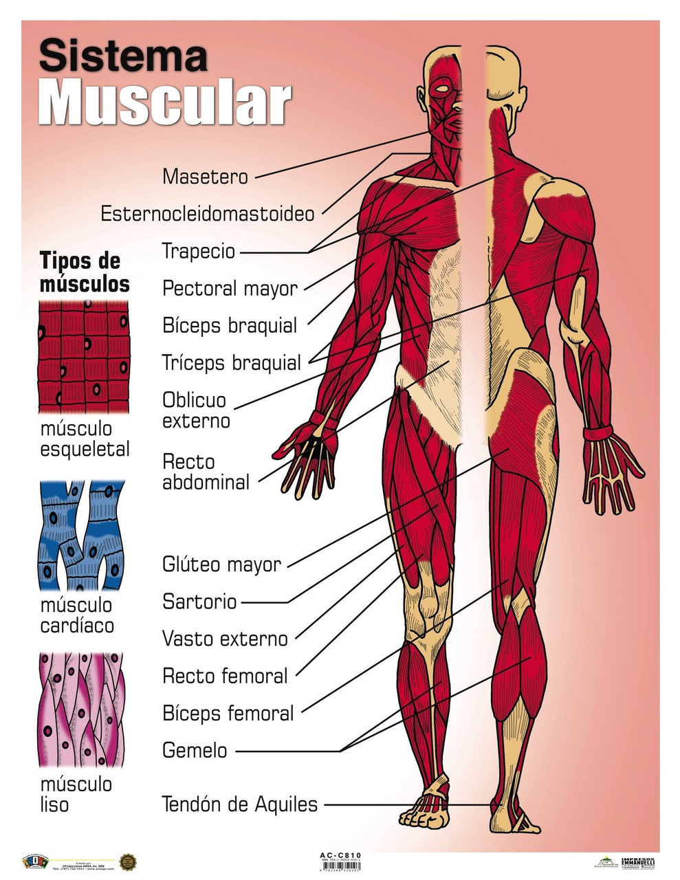 Poster El Sistema Muscular