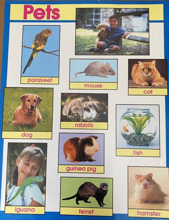 Poster Pets