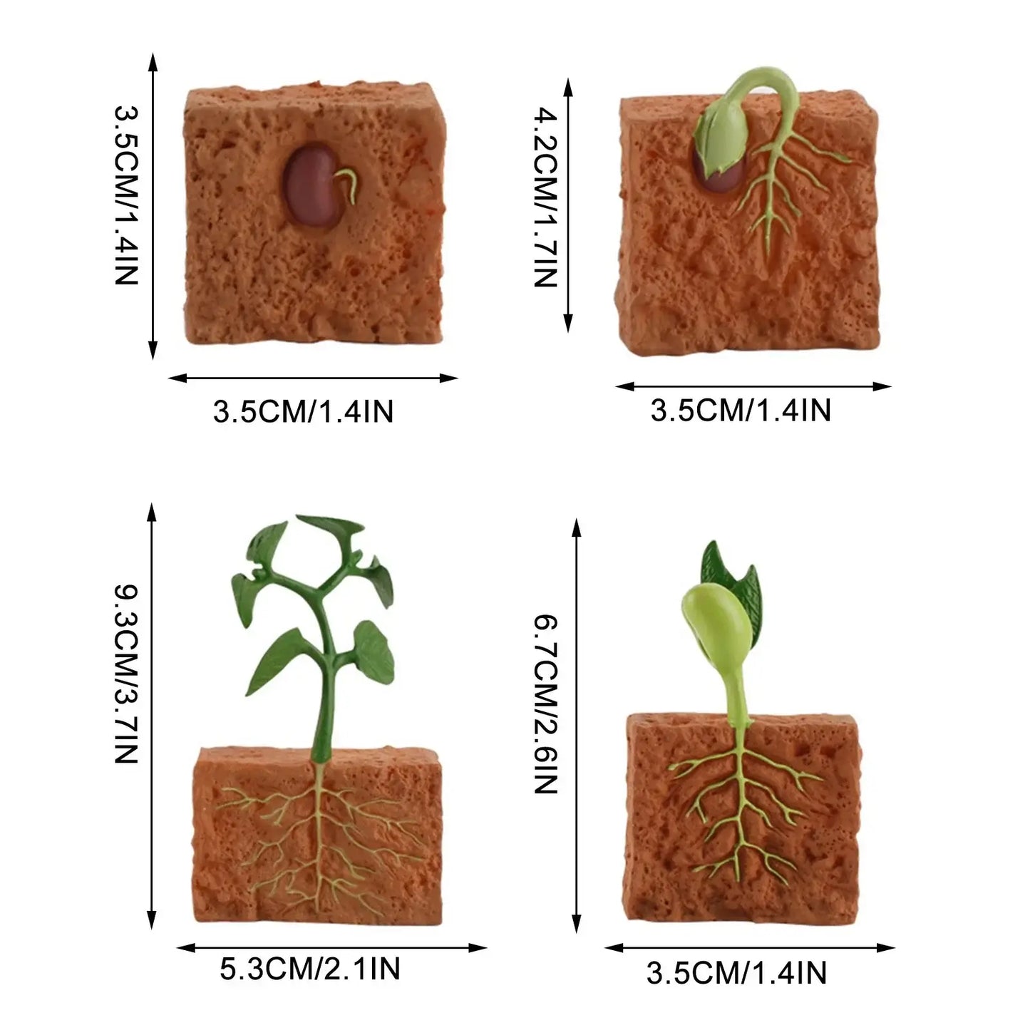 Plant Life Cycle
