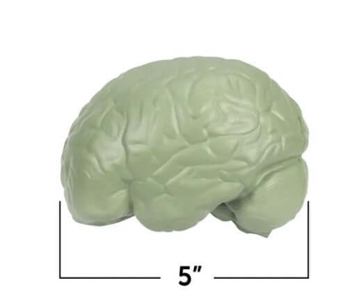 Cross-Section Human Brain Model