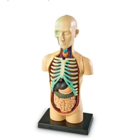 Anatomy Model - Human Body