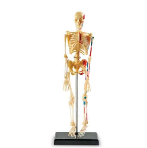 Anatomy Model - Skeleton