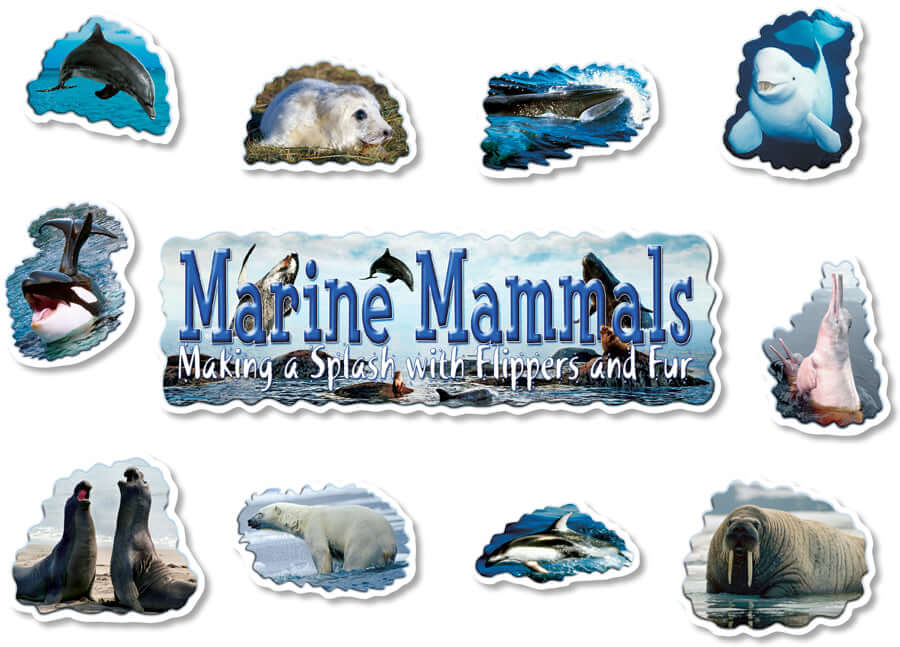 Mini BBS Marine Mammals