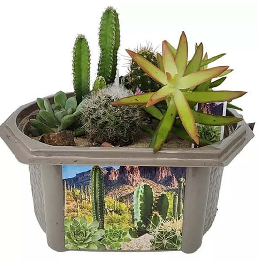 Growing Plant Desert Dome