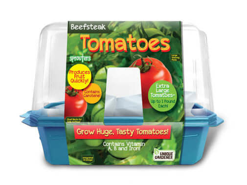 Growing Plant Tomatoes