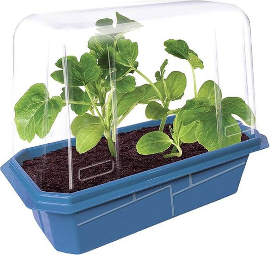 Growing Plant Melons