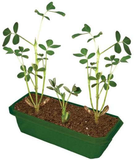 Growing Plant Peanuts