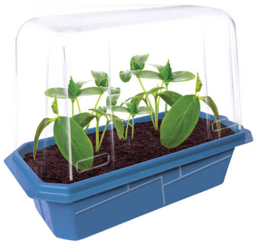 Growing Plant Cucumber