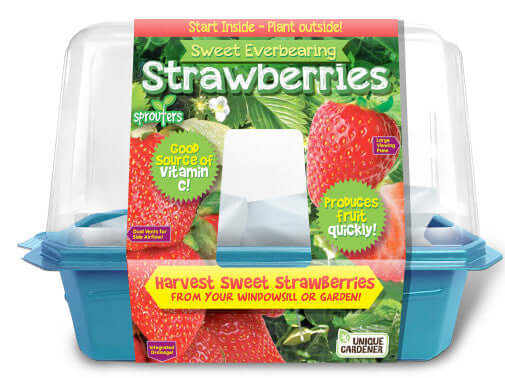 Growing Plant Strawberries