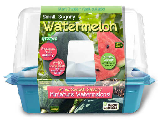 Growing Plant Watermelon