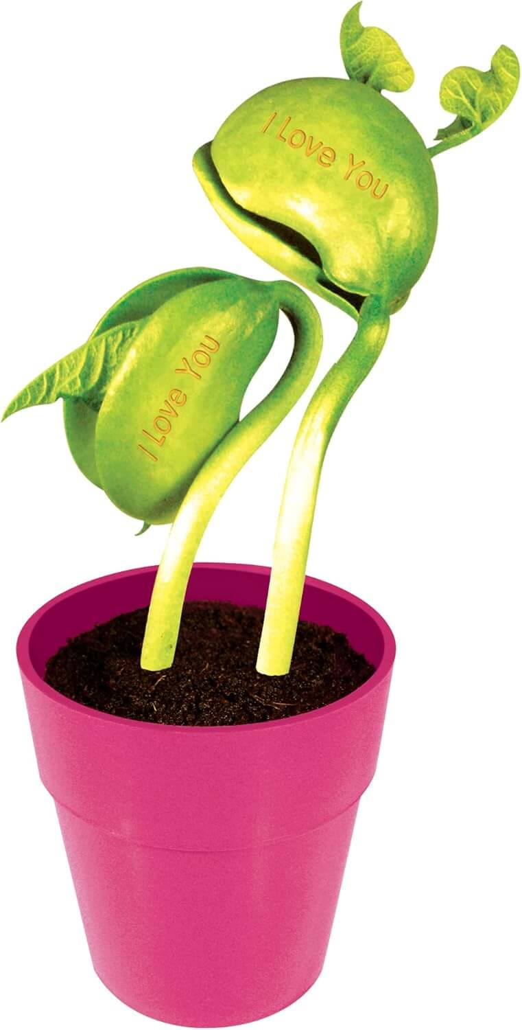 Growing Plant Bean "ILoveYou"
