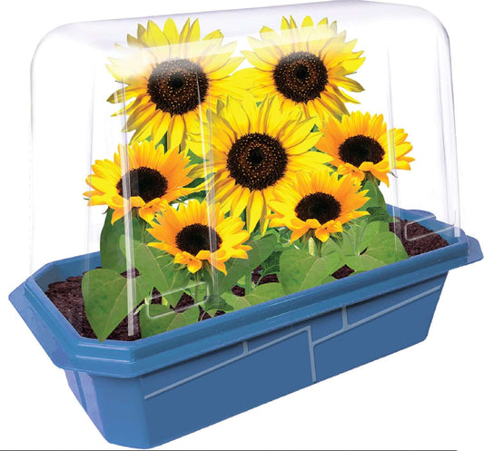 Growing Plant Sunflowers