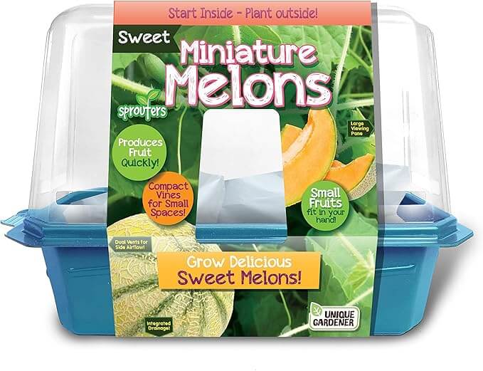 Growing Plant Melons