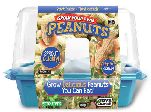 Growing Plant Peanuts