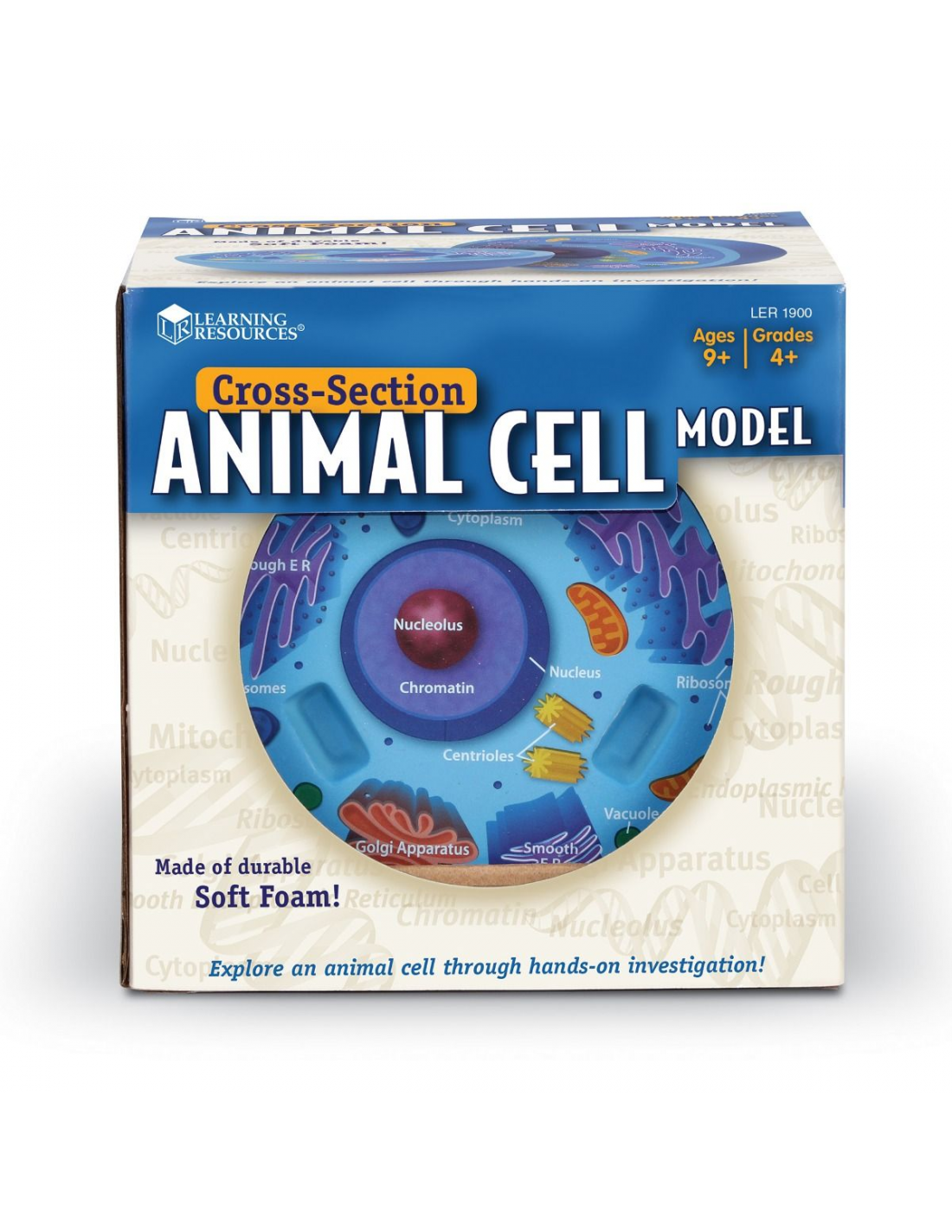 Cross Section Animal Cell Model