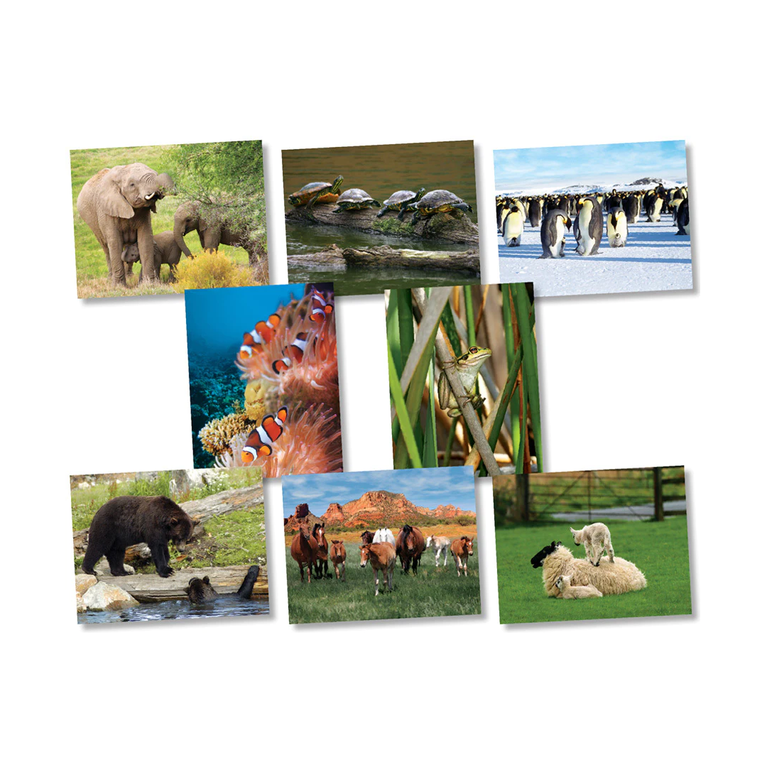 BBS Animals Jumbo Language Cards