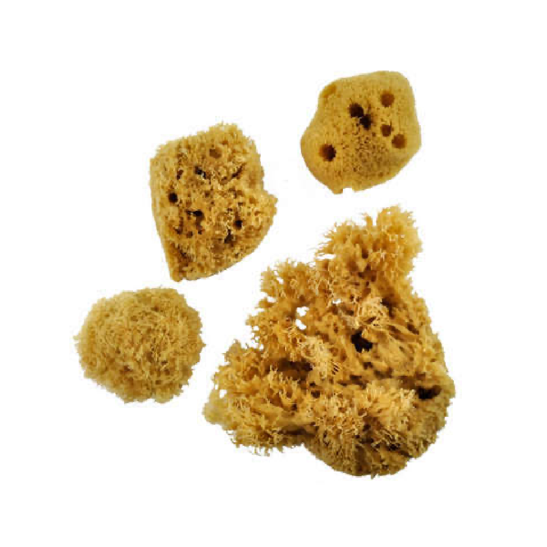 Artist Sponge Set