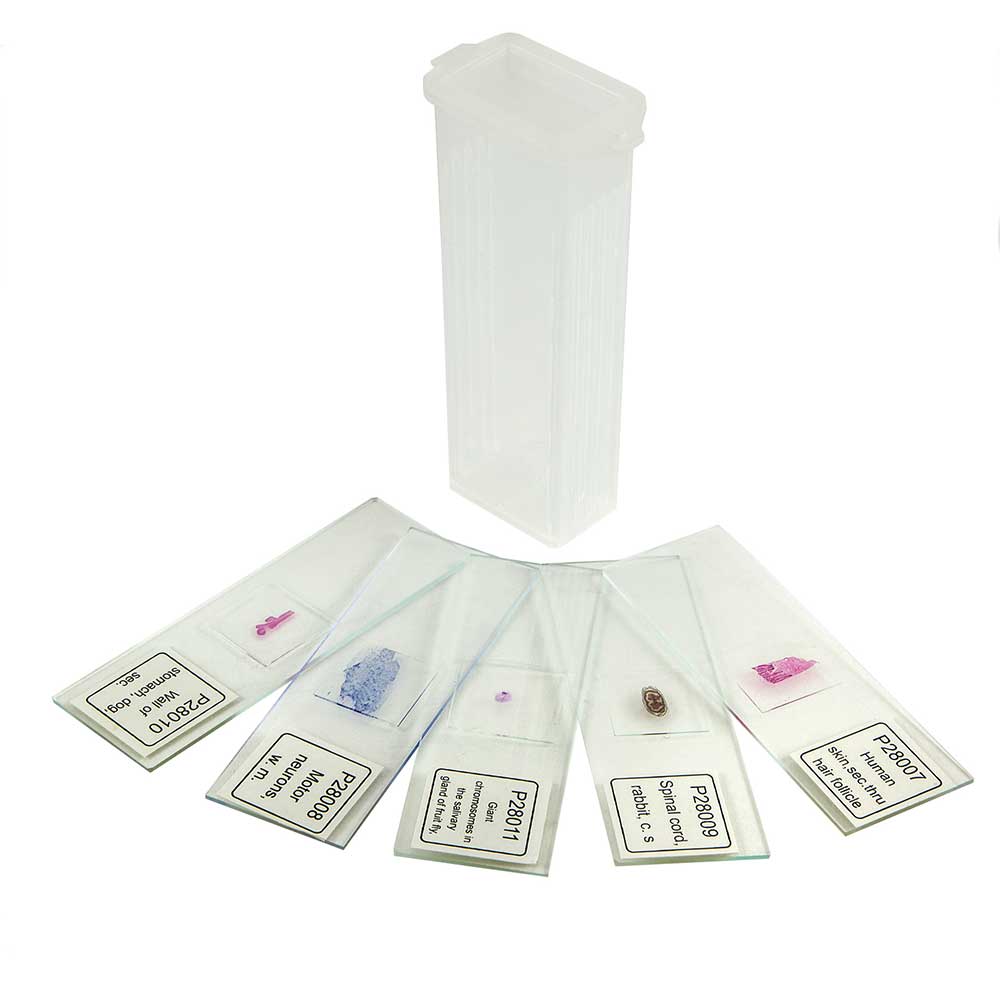 Prepared Microscope Slide Set