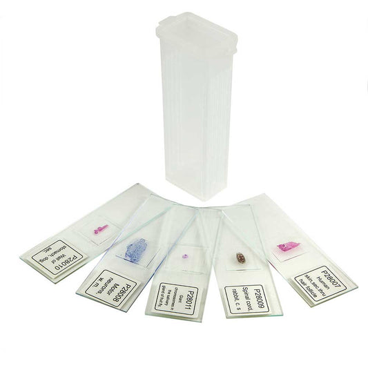 Prepared Microscope Slide Set