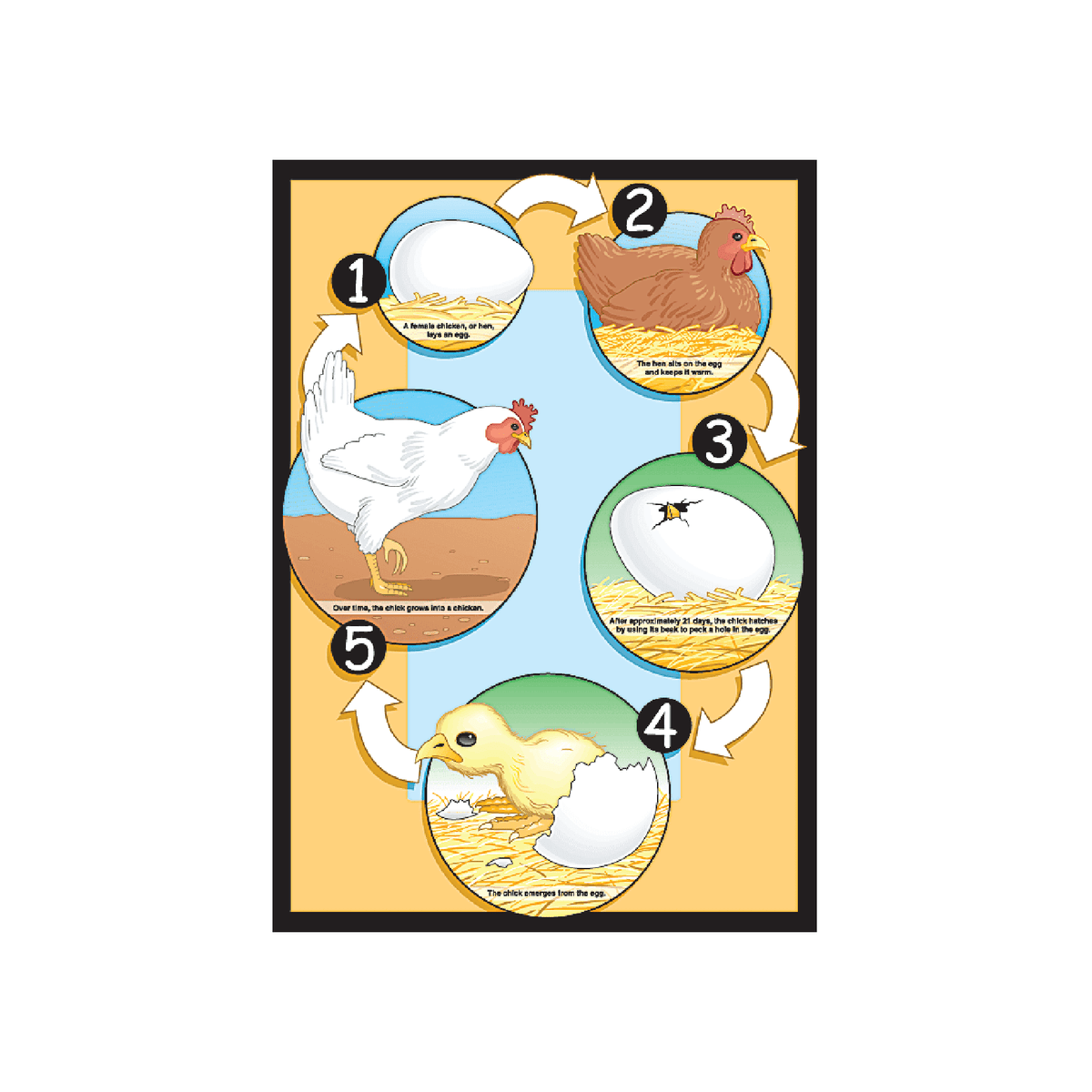 Poster The Life Cycle of a Chicken – Humacao School Supply