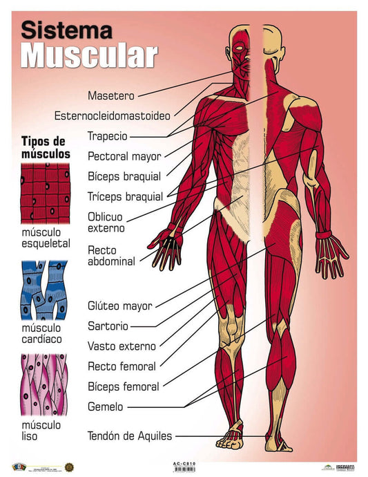 Poster El Sistema Muscular