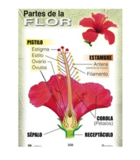 Poster Partes de la Flor