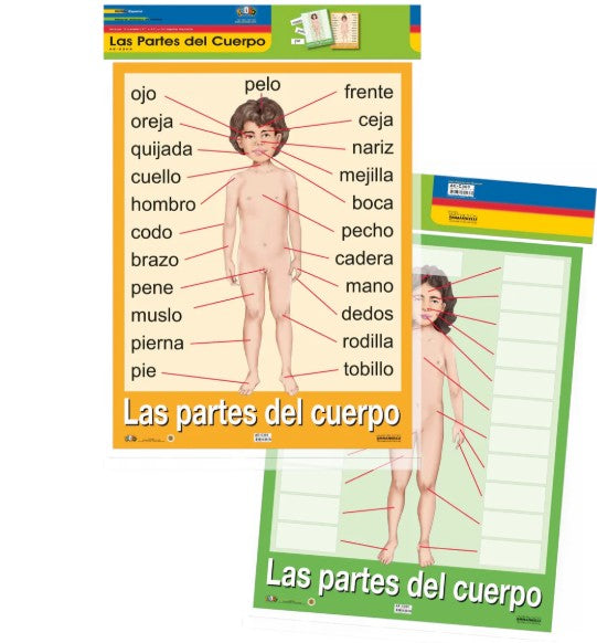 Poster Las Partes del Cuerpo [pk-2]