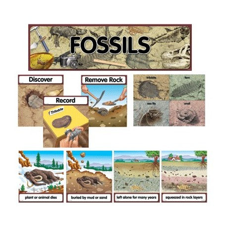 Mini BBS Fossils