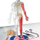 Squishy Human Body Science