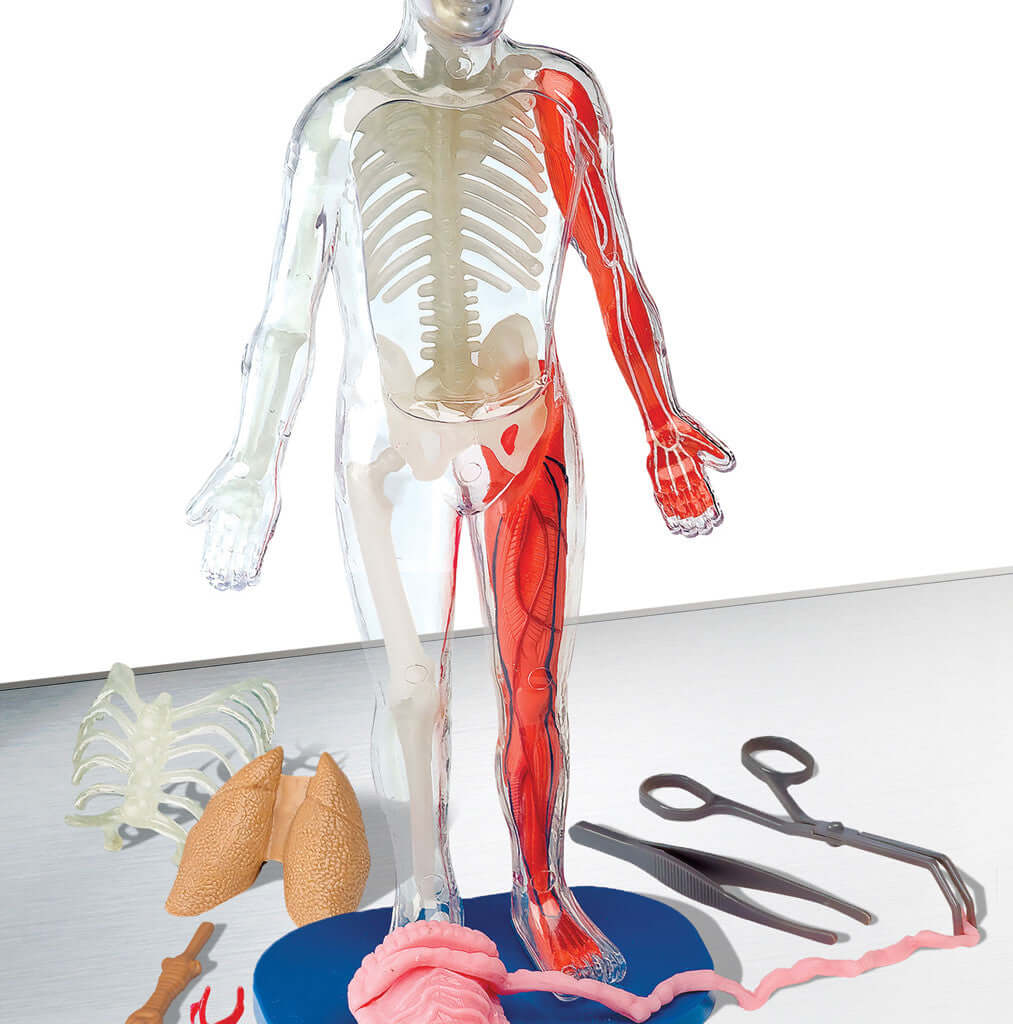 Squishy Human Body Science