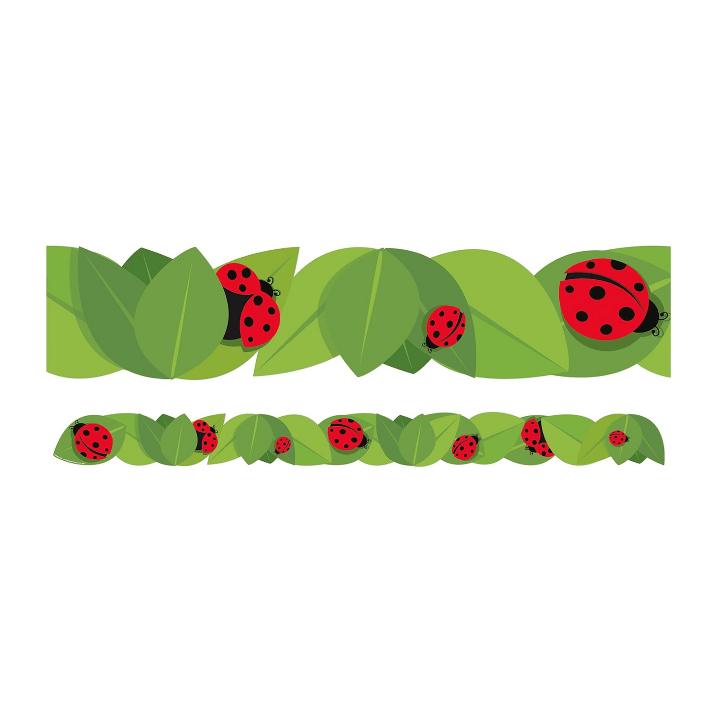 Border Ladybug