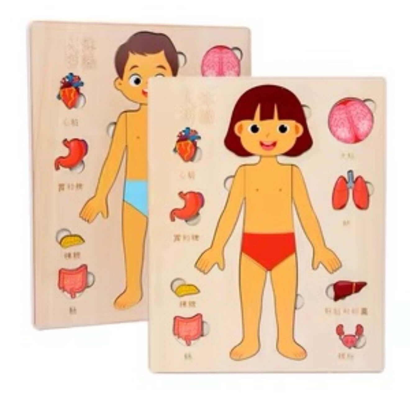 Puzzle Human Body Wood [EACH]