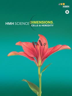Dimensions B + 1Yr
