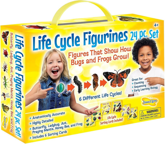 Life Cycle Stages [24pcs]