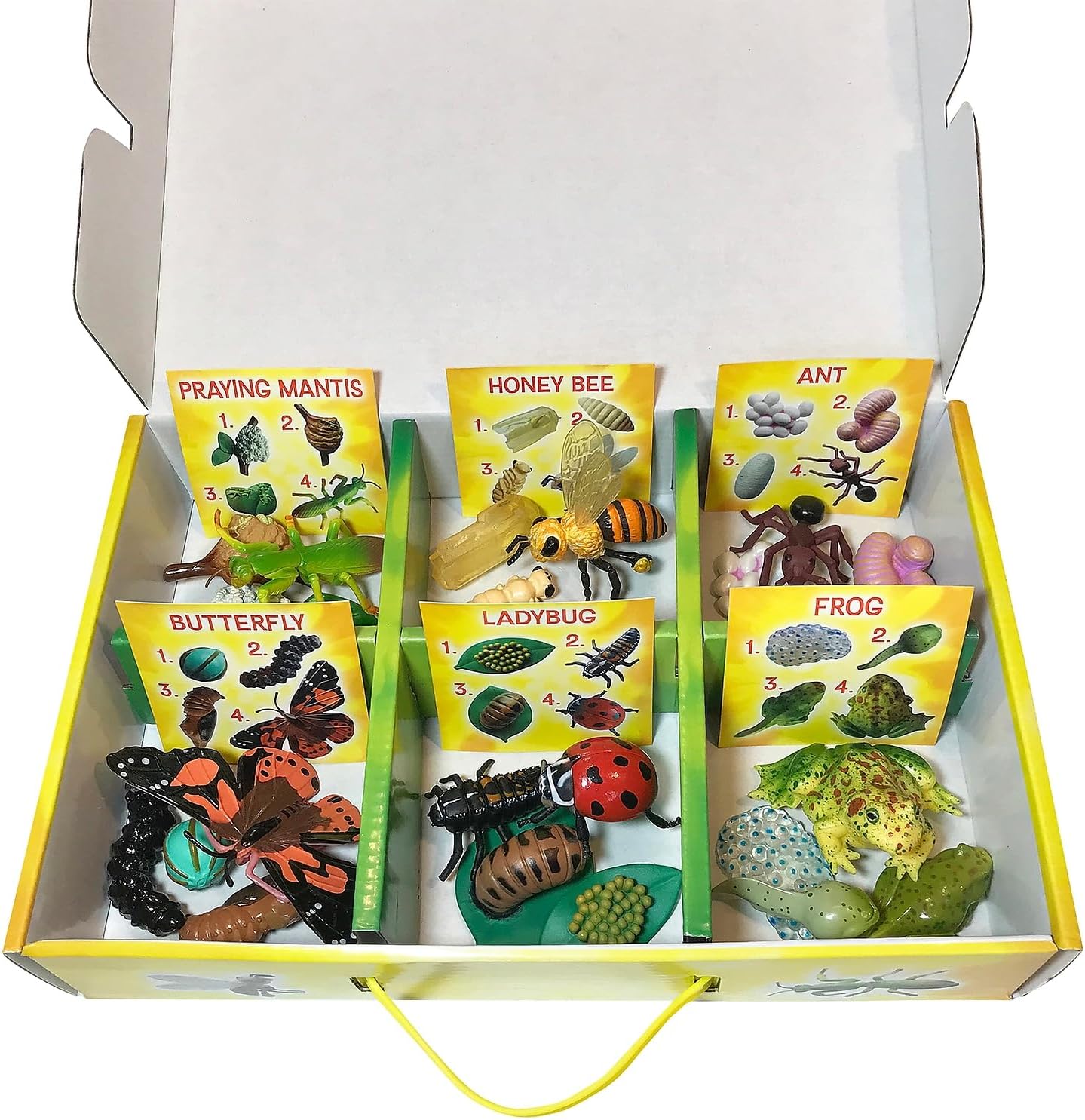 Life Cycle Stages [24pcs]