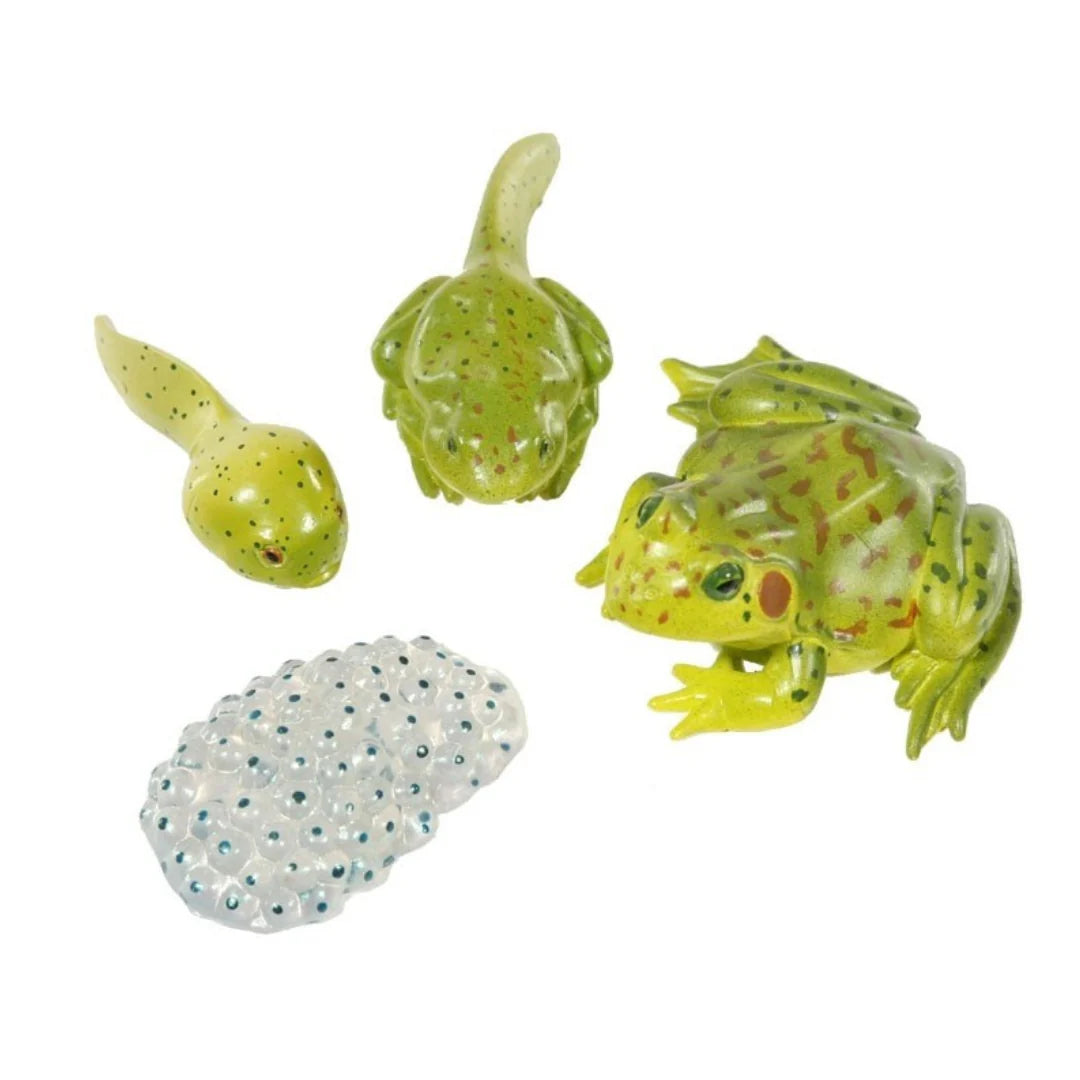 Frog Life Cycle Figurines