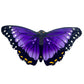 Butterfly Wings Purple