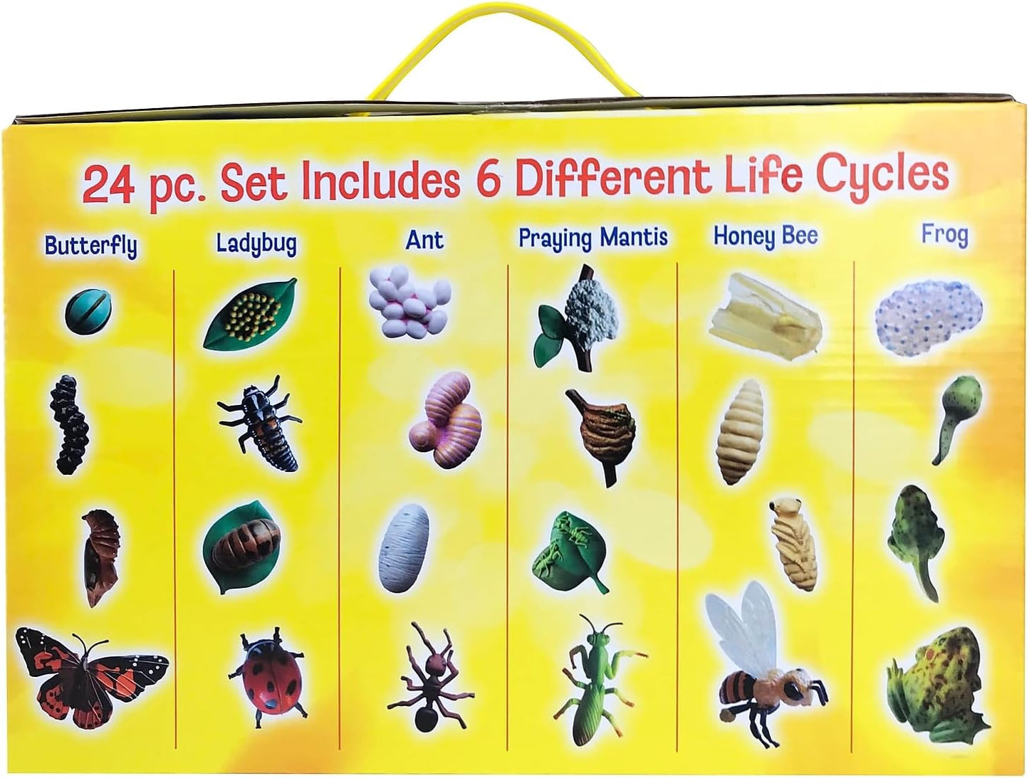 Life Cycle Stages [24pcs]