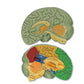 Cross-Section Human Brain Model