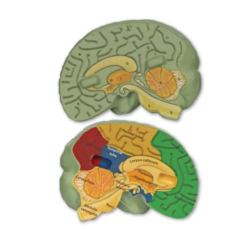 Cross-Section Human Brain Model