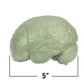 Cross-Section Human Brain Model