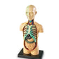 Anatomy Model - Human Body