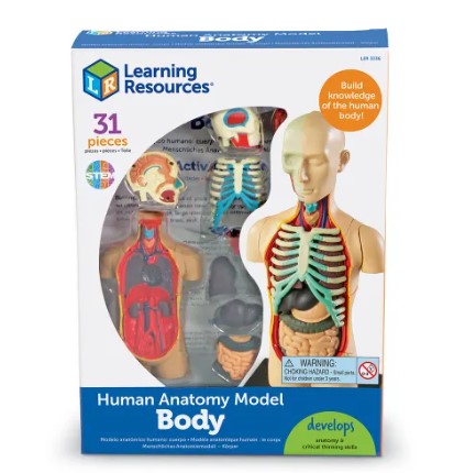 Anatomy Model - Human Body