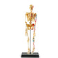 Anatomy Model - Skeleton
