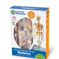 Anatomy Model - Skeleton