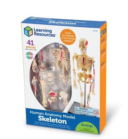 Anatomy Model - Skeleton