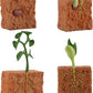 Plant Life Cycle