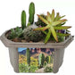 Growing Plant Desert Dome